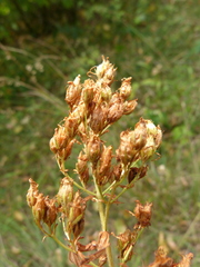 Hypericum hirsutum