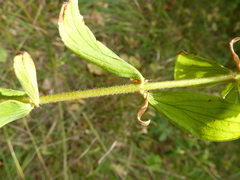 Hypericum hirsutum