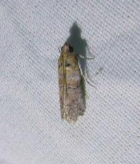 Zamagiria australella