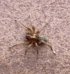 Lycosoides coarctata