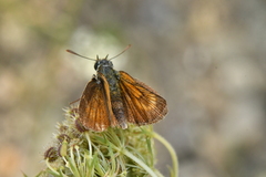 Thymelicus acteon