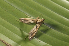 Lineodes aztecalis