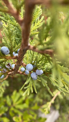 Juniperus virginiana