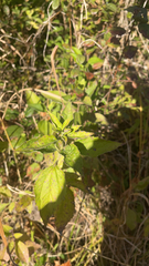 Eupatorium serotinum