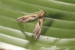 Lineodes aztecalis