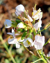 Diplotaxis erucoides