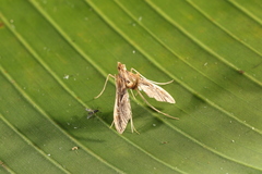 Lineodes aztecalis