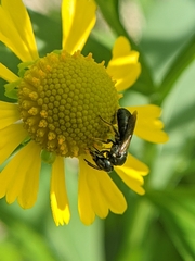 Ceratina