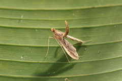 Lineodes aztecalis