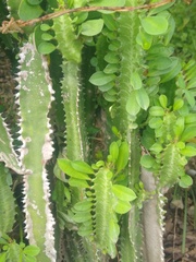 Euphorbia trigona