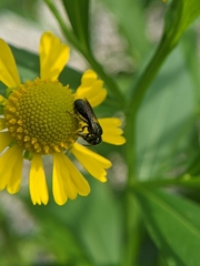 Ceratina