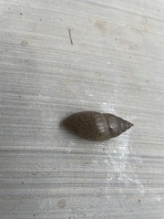 Euglandina rosea