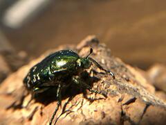 Protaetia orientalis orientalis