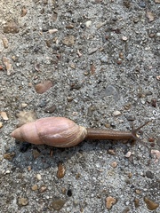 Euglandina rosea