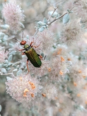 Eupompha fissiceps