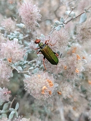 Eupompha fissiceps