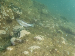 Canthigaster capistrata