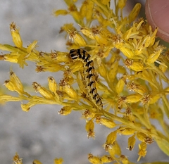 Schinia nundina
