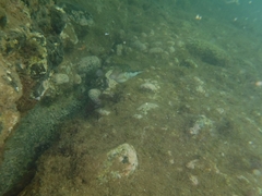 Canthigaster capistrata