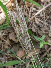 Bothriochloa ischaemum