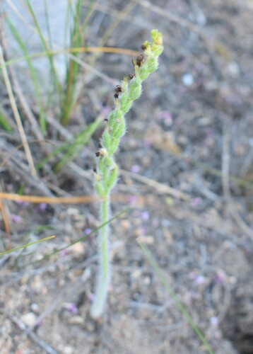 Image of Holothrix cernua by (c) Justin Ponder, some rights reserved (CC BY)