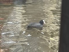 Fulica atra