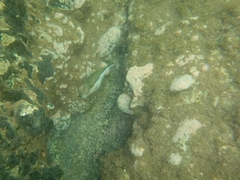 Canthigaster capistrata