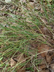 Bothriochloa ischaemum