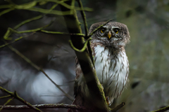 Glaucidium passerinum