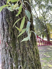 Salix