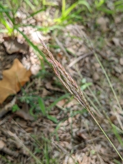 Bothriochloa ischaemum