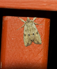 Lithophane patefacta