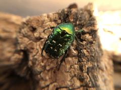 Protaetia orientalis orientalis