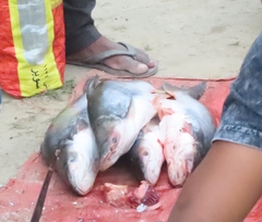 Siluriformes
