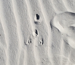 Leporidae