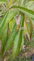 Nephrotoma ferruginea