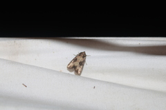 Lateroligia ophiogramma