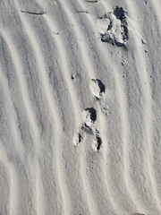 Leporidae