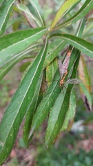 Nephrotoma ferruginea