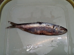 Sardinella