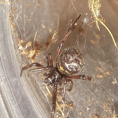 Steatoda diamantina