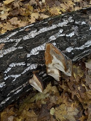 Phellinus tremulae