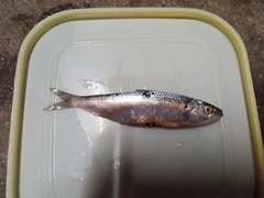 Sardinella