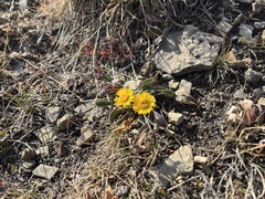Erigeron aureus