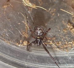 Steatoda diamantina