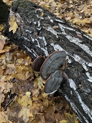 Phellinus tremulae