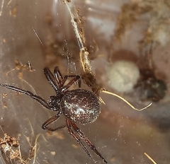 Steatoda diamantina