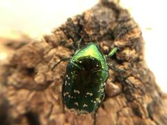 Protaetia orientalis orientalis