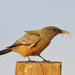 Say's Phoebe - Photo (c) Ad Konings, some rights reserved (CC BY-NC), uploaded by Ad Konings