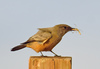Say's Phoebe - Photo (c) Ad Konings, some rights reserved (CC BY-NC), uploaded by Ad Konings